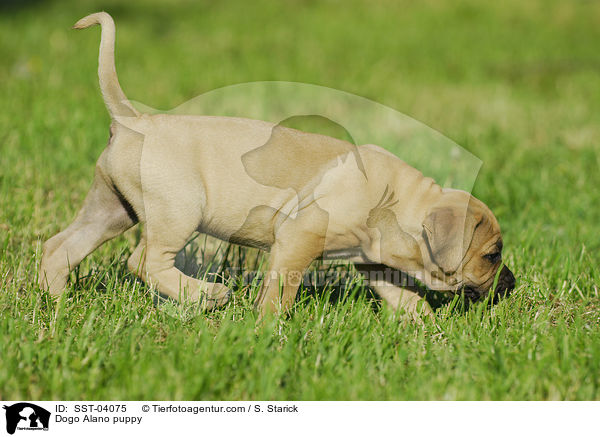 Dogo Alano puppy / SST-04075
