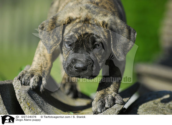 Dogo Alano puppy / SST-04076