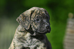 Dogo Alano puppy