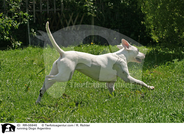 running Dogo Argentino / RR-06846