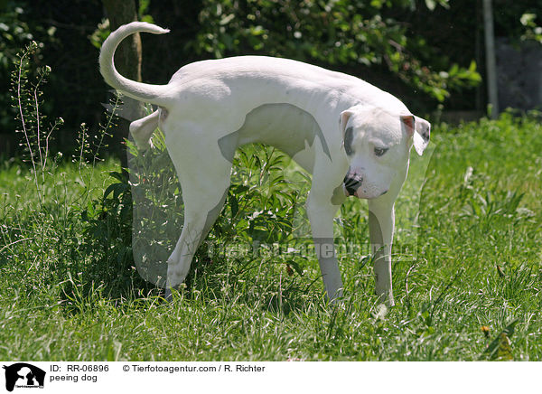 Dogo Argentino beim pinkeln / peeing dog / RR-06896