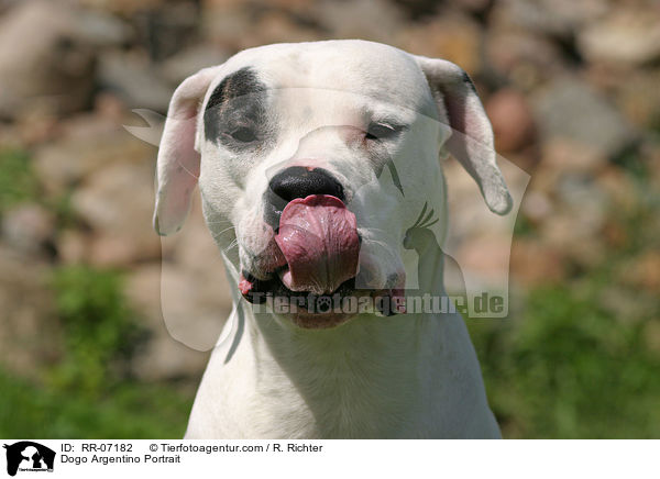 Dogo Argentino Portrait / Dogo Argentino Portrait / RR-07182