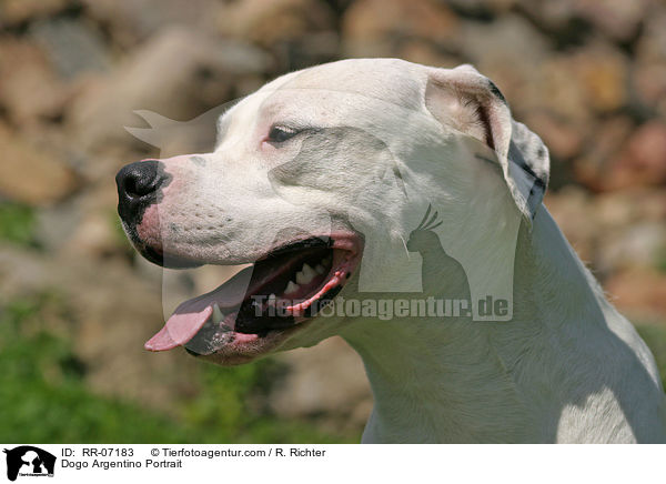 Dogo Argentino Portrait / Dogo Argentino Portrait / RR-07183