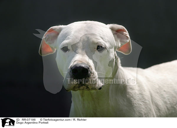 Dogo Argentino Portrait / Dogo Argentino Portrait / RR-07186