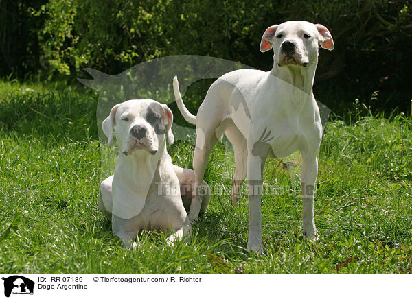 Dogo Argentino / Dogo Argentino / RR-07189