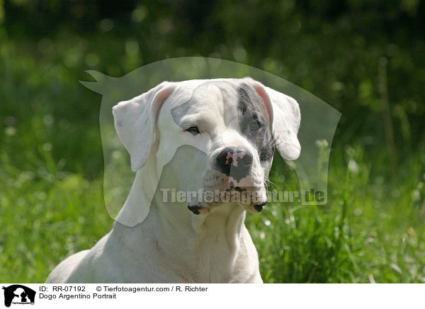 Dogo Argentino Portrait / Dogo Argentino Portrait / RR-07192
