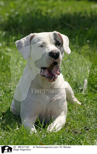 Dogo Argentino / Dogo Argentino / RR-07193