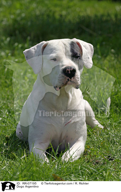 Dogo Argentino / Dogo Argentino / RR-07195