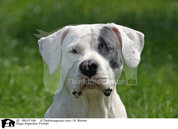 Dogo Argentino Portrait / Dogo Argentino Portrait / RR-07196