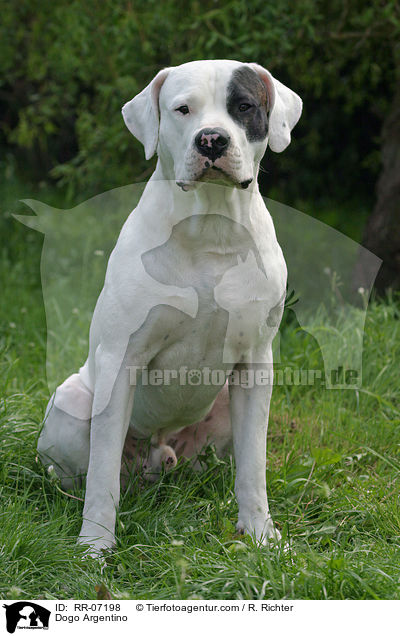 Dogo Argentino / Dogo Argentino / RR-07198