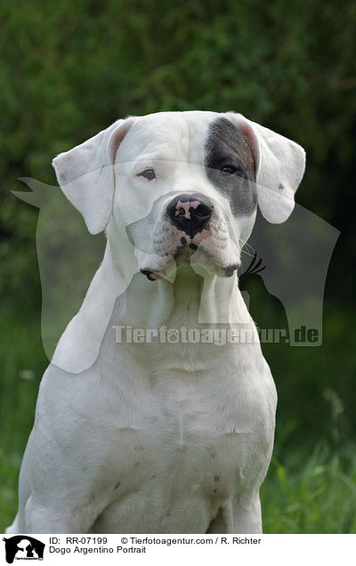 Dogo Argentino Portrait / Dogo Argentino Portrait / RR-07199