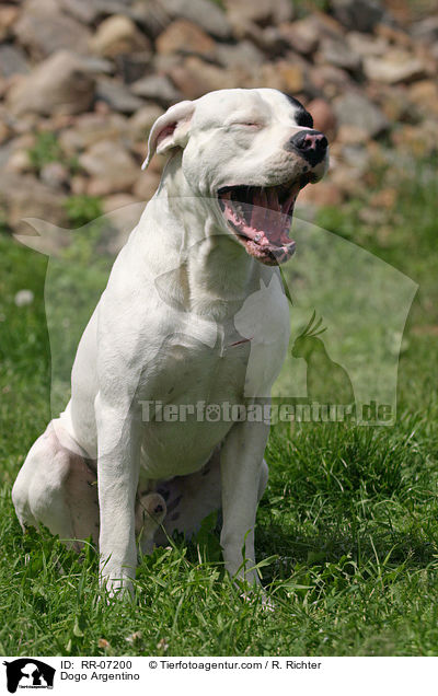Dogo Argentino / Dogo Argentino / RR-07200