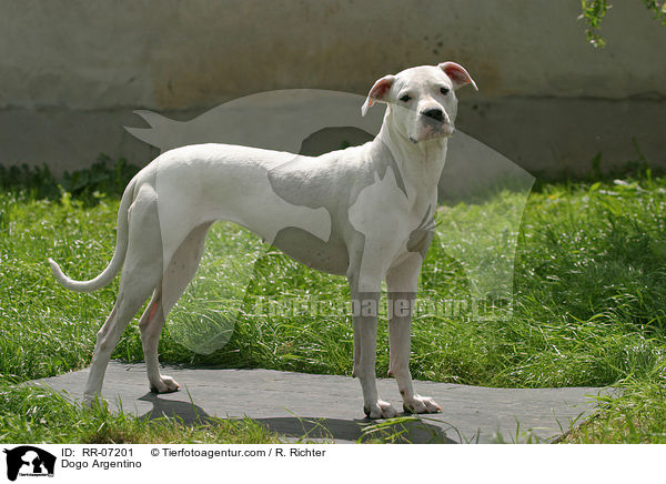 Dogo Argentino / Dogo Argentino / RR-07201