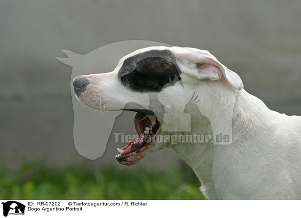 Dogo Argentino Portrait / Dogo Argentino Portrait / RR-07202