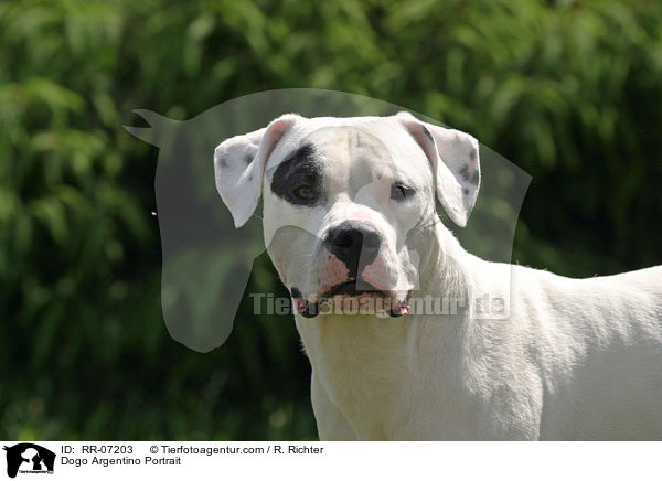 Dogo Argentino Portrait / Dogo Argentino Portrait / RR-07203