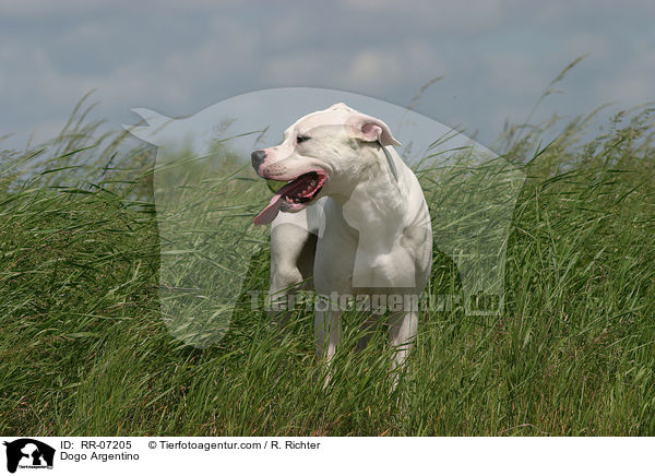 Dogo Argentino / Dogo Argentino / RR-07205