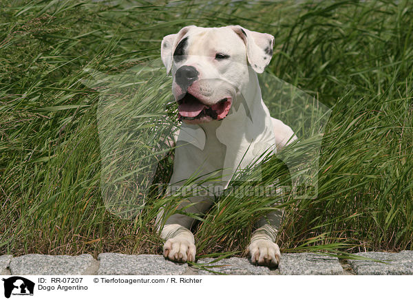 Dogo Argentino / Dogo Argentino / RR-07207