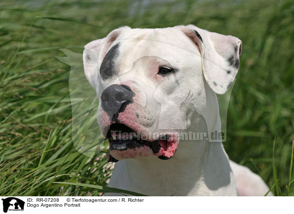 Dogo Argentino Portrait / RR-07208