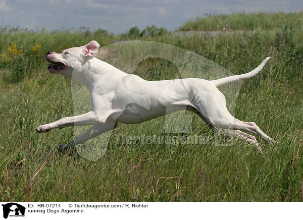 rennender Dogo Argentino / running Dogo Argentino / RR-07214