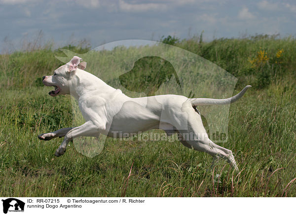 rennender Dogo Argentino / running Dogo Argentino / RR-07215