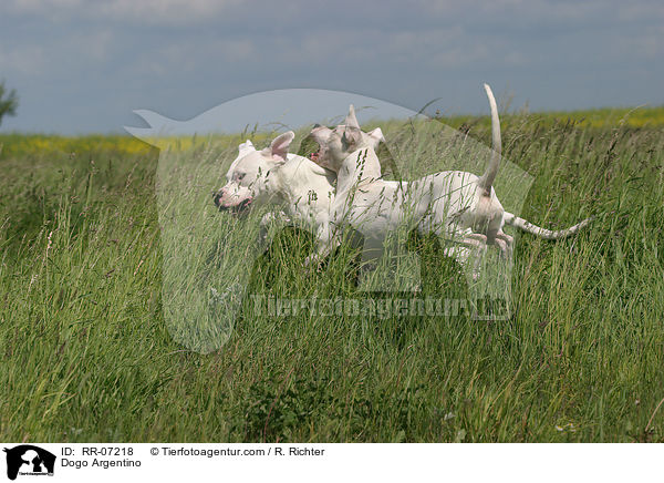 Dogo Argentino / Dogo Argentino / RR-07218