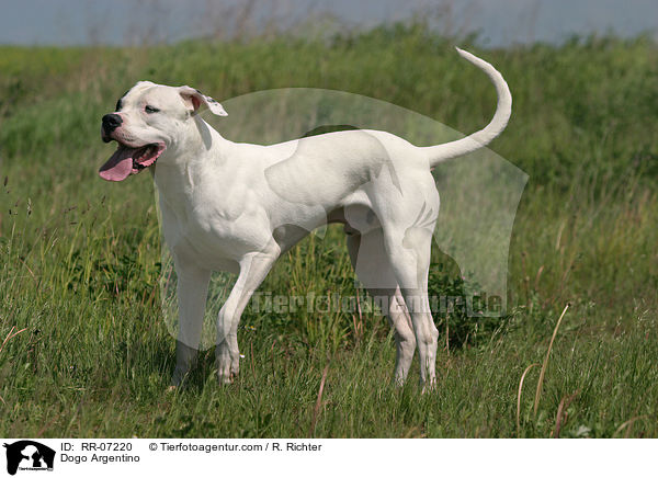 Dogo Argentino / Dogo Argentino / RR-07220