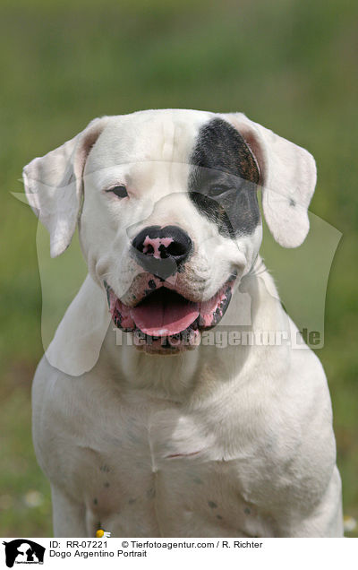 Dogo Argentino Portrait / Dogo Argentino Portrait / RR-07221