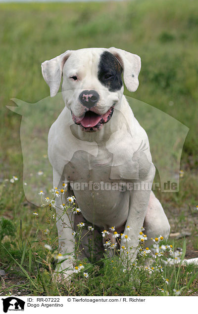Dogo Argentino / Dogo Argentino / RR-07222