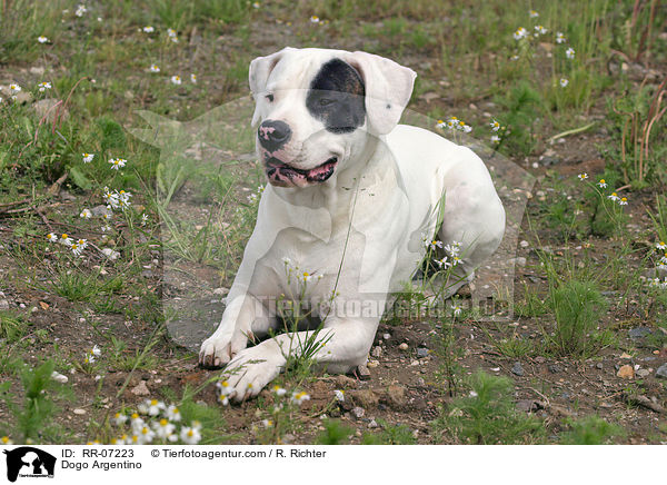 Dogo Argentino / Dogo Argentino / RR-07223