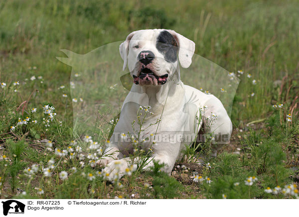 Dogo Argentino / Dogo Argentino / RR-07225