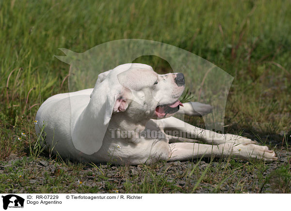 Dogo Argentino / Dogo Argentino / RR-07229