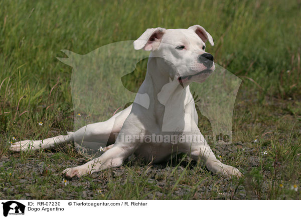 Dogo Argentino / Dogo Argentino / RR-07230