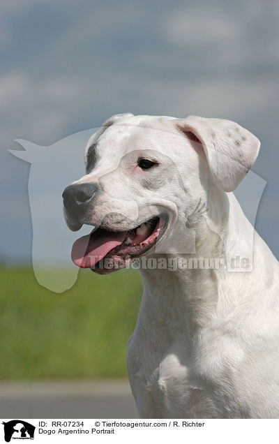 Dogo Argentino Portrait / Dogo Argentino Portrait / RR-07234