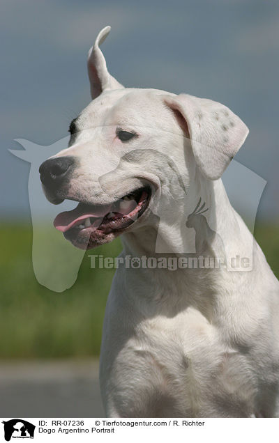 Dogo Argentino Portrait / Dogo Argentino Portrait / RR-07236