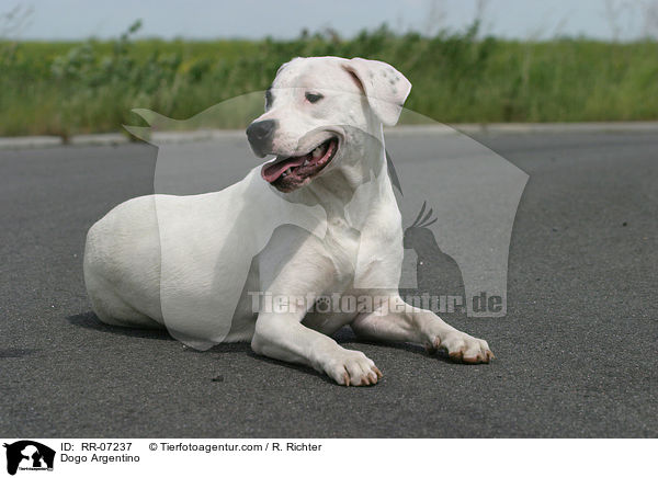 Dogo Argentino / Dogo Argentino / RR-07237