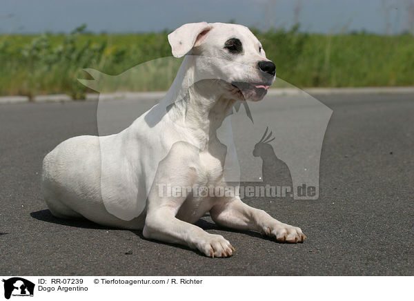 Dogo Argentino / Dogo Argentino / RR-07239