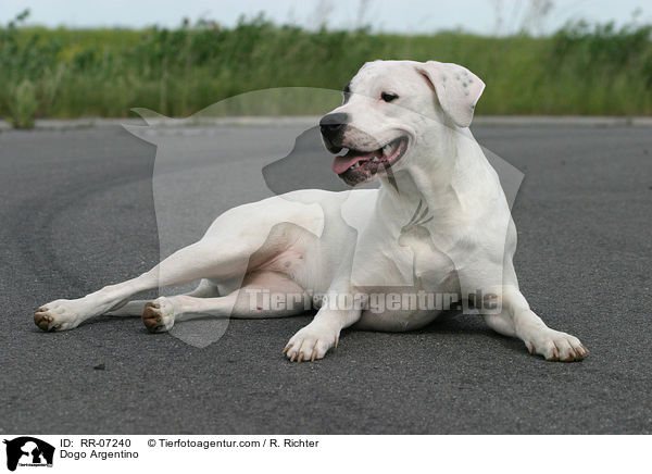 Dogo Argentino / Dogo Argentino / RR-07240