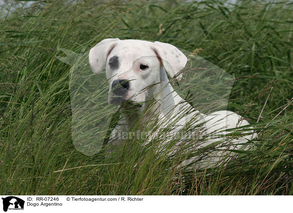 Dogo Argentino / Dogo Argentino / RR-07246