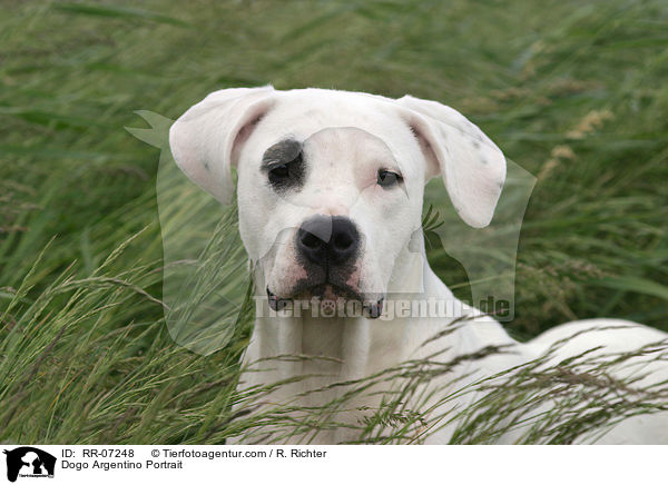 Dogo Argentino Portrait / Dogo Argentino Portrait / RR-07248