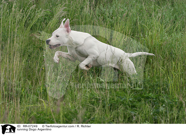 rennender Dogo Argentino / running Dogo Argentino / RR-07249