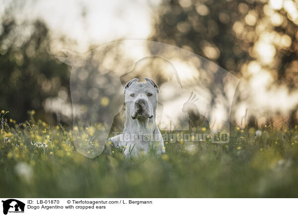 Dogo Argentino mit kupierten Ohren / Dogo Argentino with cropped ears / LB-01870