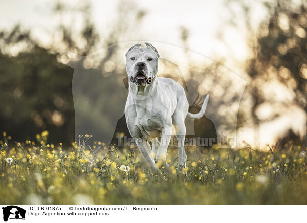 Dogo Argentino mit kupierten Ohren / Dogo Argentino with cropped ears / LB-01875