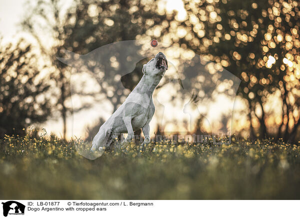 Dogo Argentino mit kupierten Ohren / Dogo Argentino with cropped ears / LB-01877