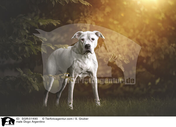 male Dogo Argentino / SGR-01490