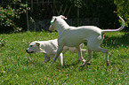 running Dogo Argentino