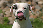 Dogo Argentino Portrait