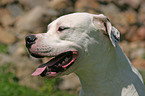 Dogo Argentino Portrait