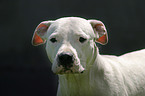 Dogo Argentino Portrait