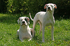 Dogo Argentino