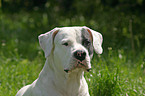 Dogo Argentino Portrait